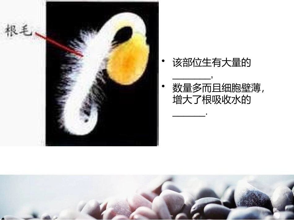 《植物怎样吸收和运输水》植物的生命系统PPT课件_第3页