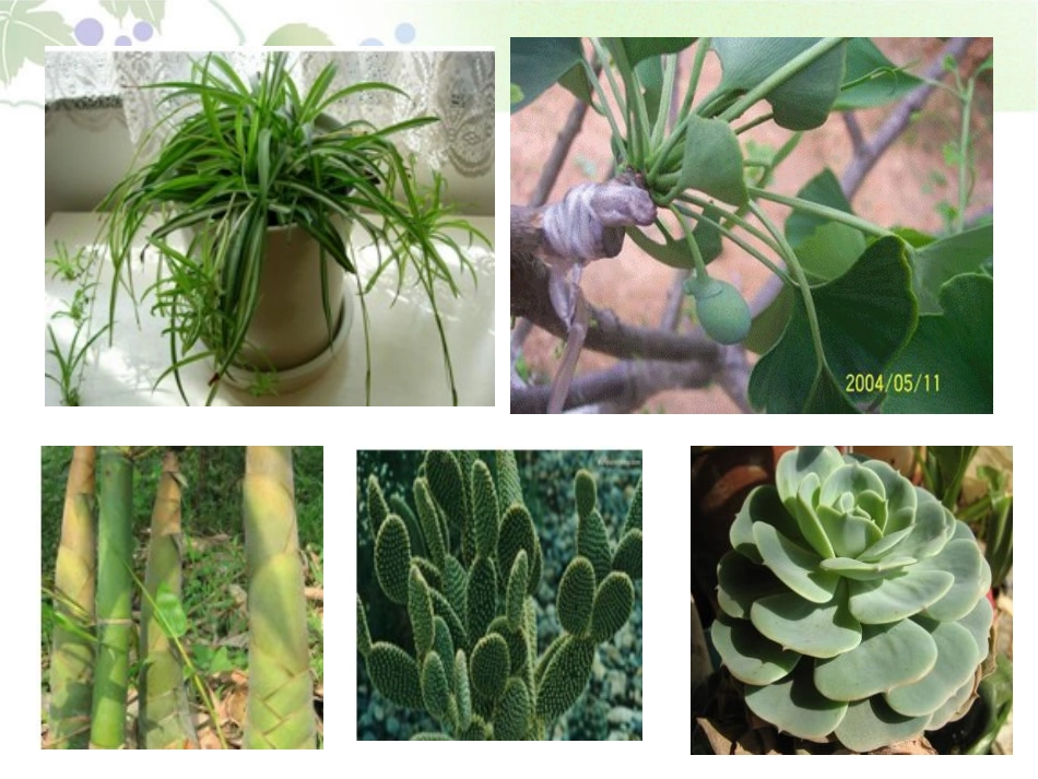 《植物是怎样繁殖的》植物的生命系统PPT课件[人教版六年级科学]_第2页