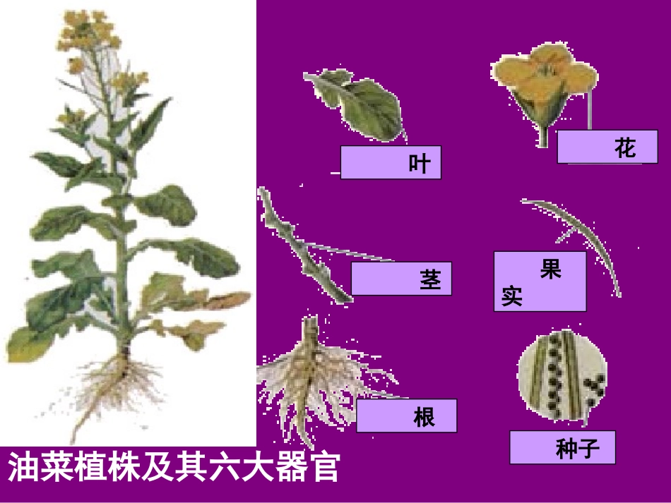 《植物体各部分的关系》植物的生命系统PPT课件[人教版六年级科学]_第2页