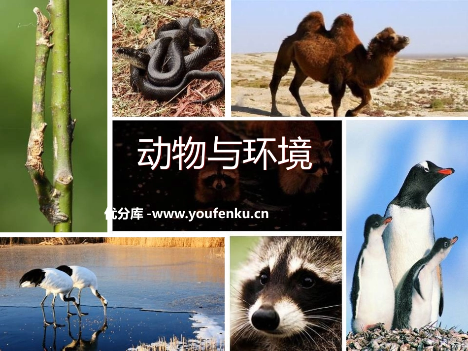 《动物与环境》生物与环境PPT课件[人教版六年级科学下册]_第1页