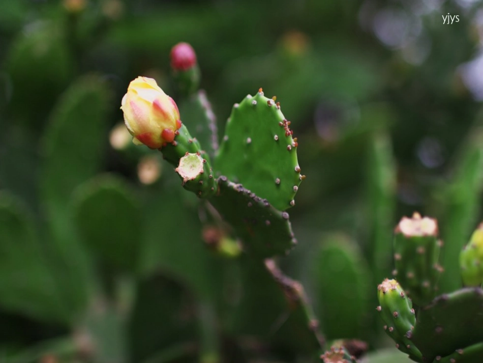《植物与环境》生物与环境PPT课件[人教版六年级科学下册]_第2页