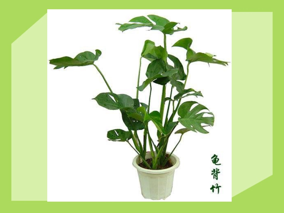 《植物与环境》生物与环境PPT课件[人教版六年级科学下册]_第3页