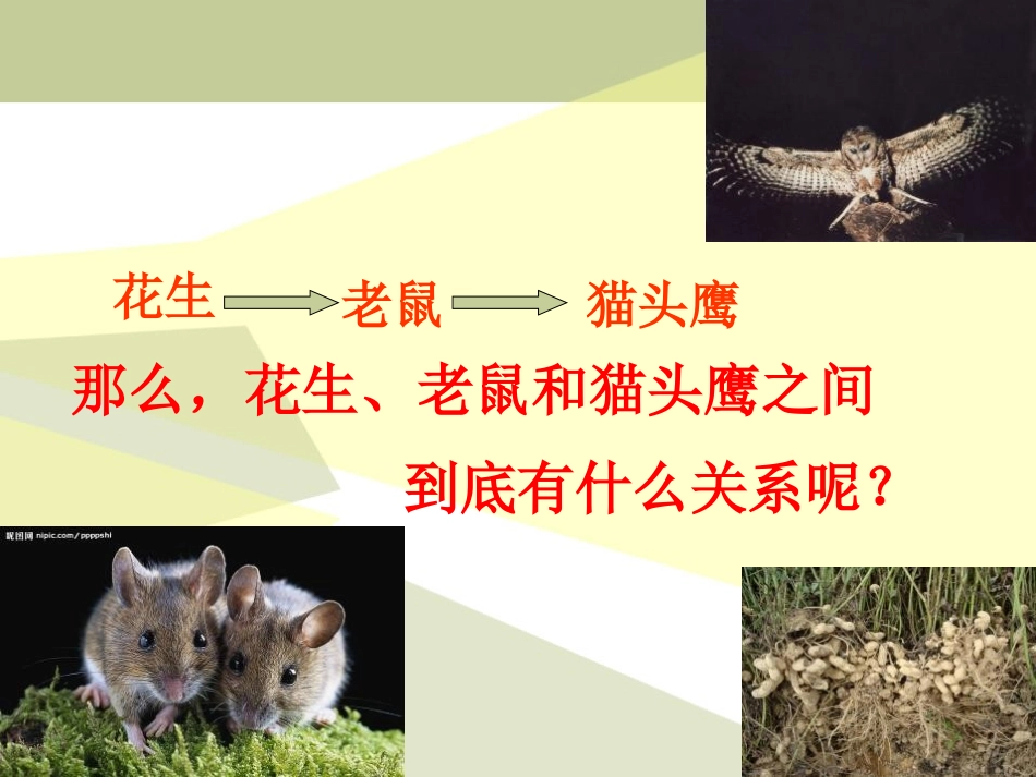 《有趣的食物联系》生物与环境PPT课件[人教版六年级科学]_第2页