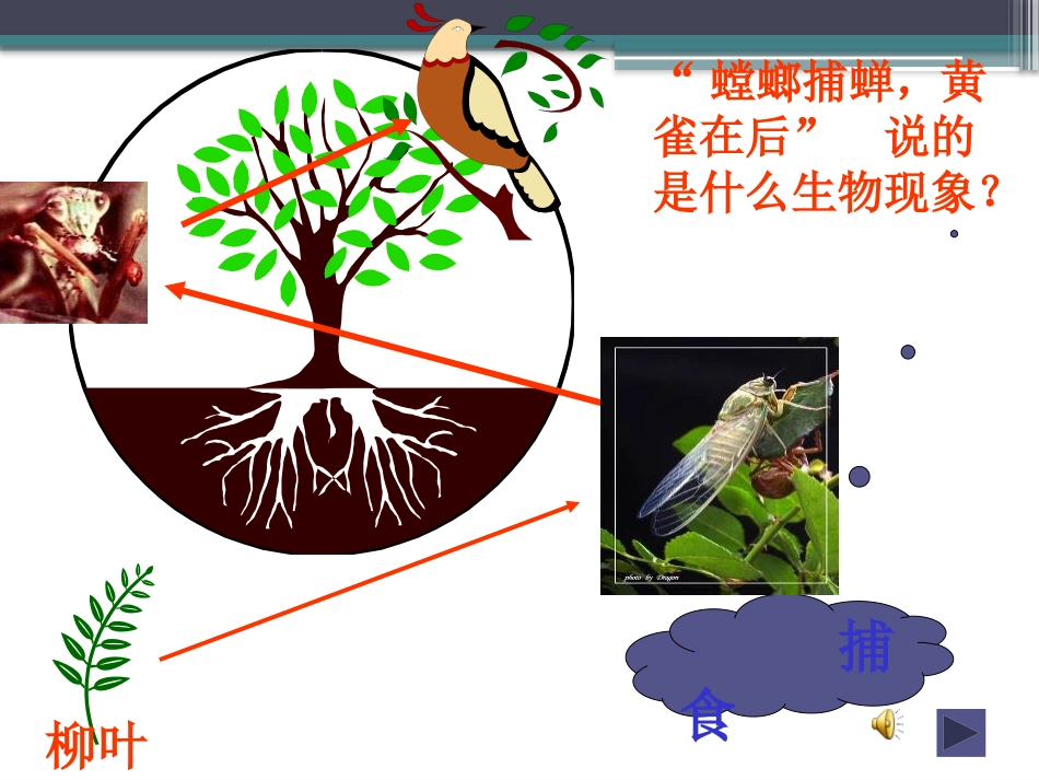 《有趣的食物联系》生物与环境PPT课件[人教版六年级科学]_第3页
