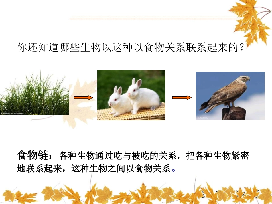 《有趣的食物联系》生物与环境PPT课件[人教版六年级科学]_第3页