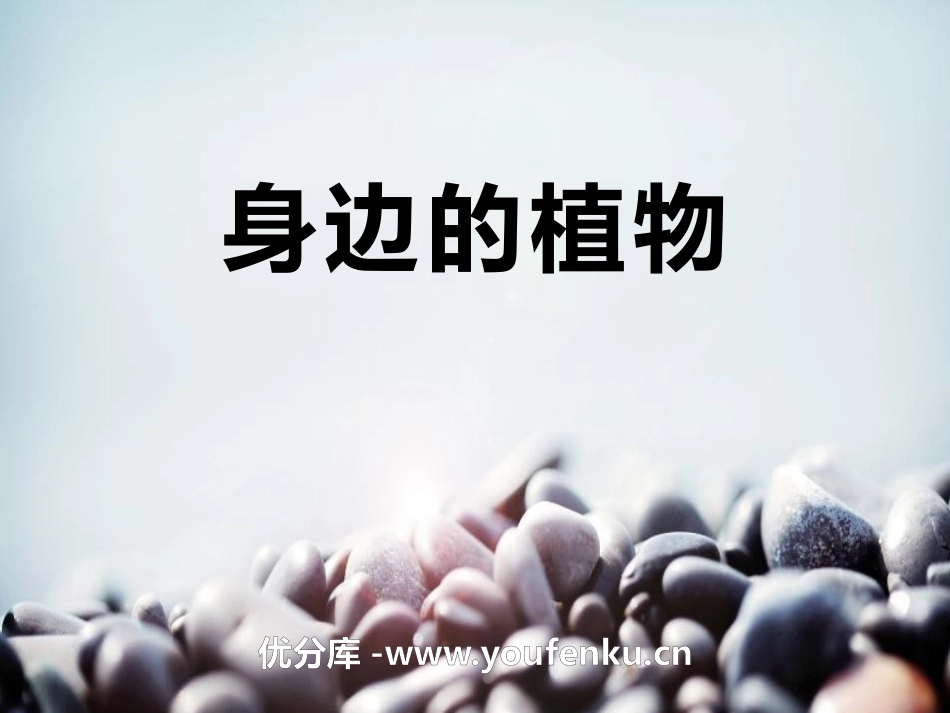《身边的植物》身边的动植物PPT课件[湘教版三年级科学上册]_第1页