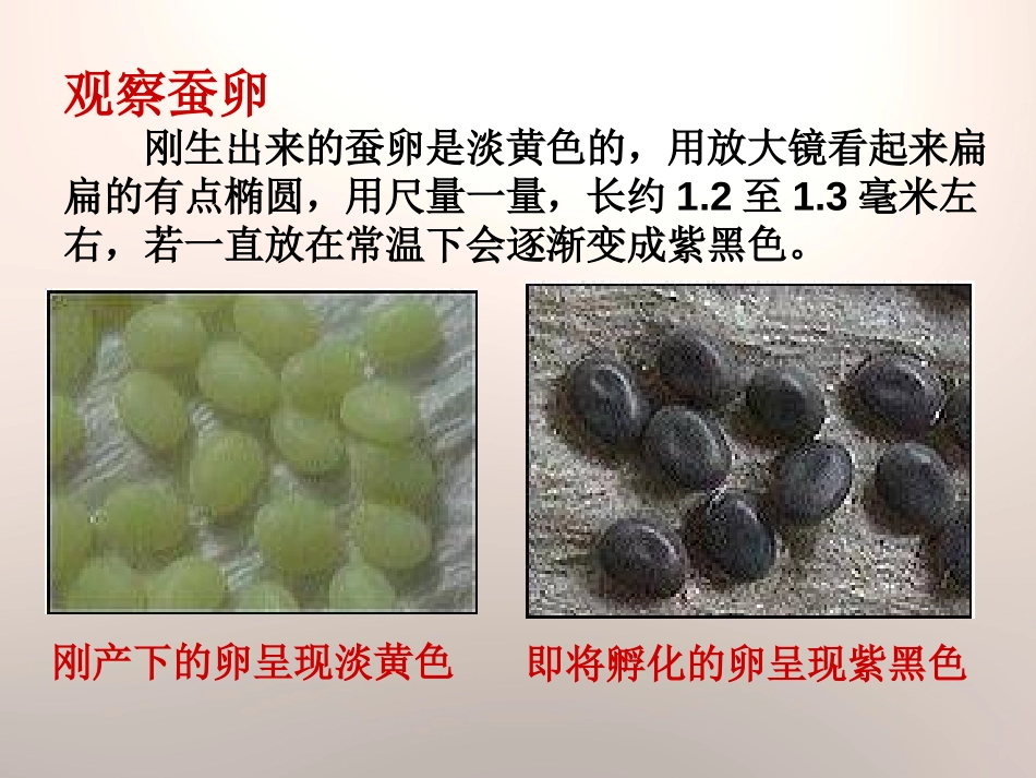 《蚕宝宝出生了》我们来养蚕PPT课件[湘教版三年级科学下册]_第3页
