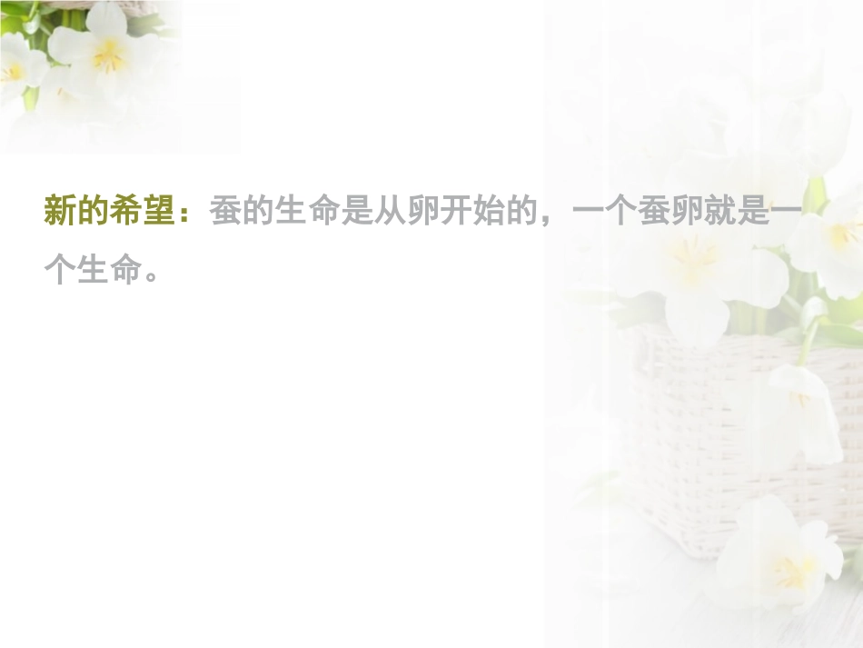 《蚕宝宝出生了》我们来养蚕PPT课件[湘教版三年级科学下册]_第3页