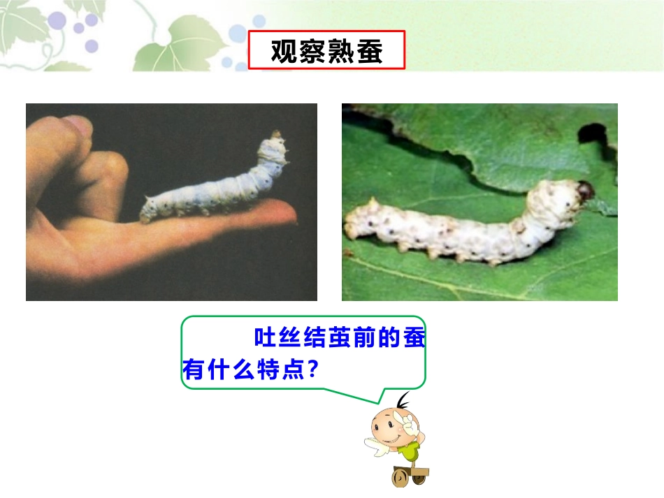 《蚕宝宝大变样》我们来养蚕PPT课件[湘教版三年级科学下册]_第3页
