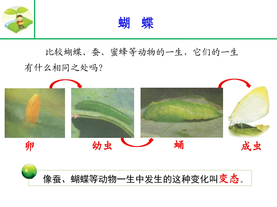 《昆虫》我们来养蚕PPT课件[湘教版三年级科学下册]_第3页