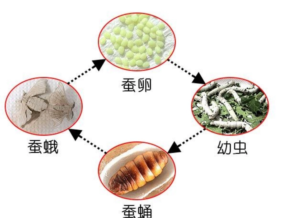《昆虫》我们来养蚕PPT课件[湘教版三年级科学下册]_第2页