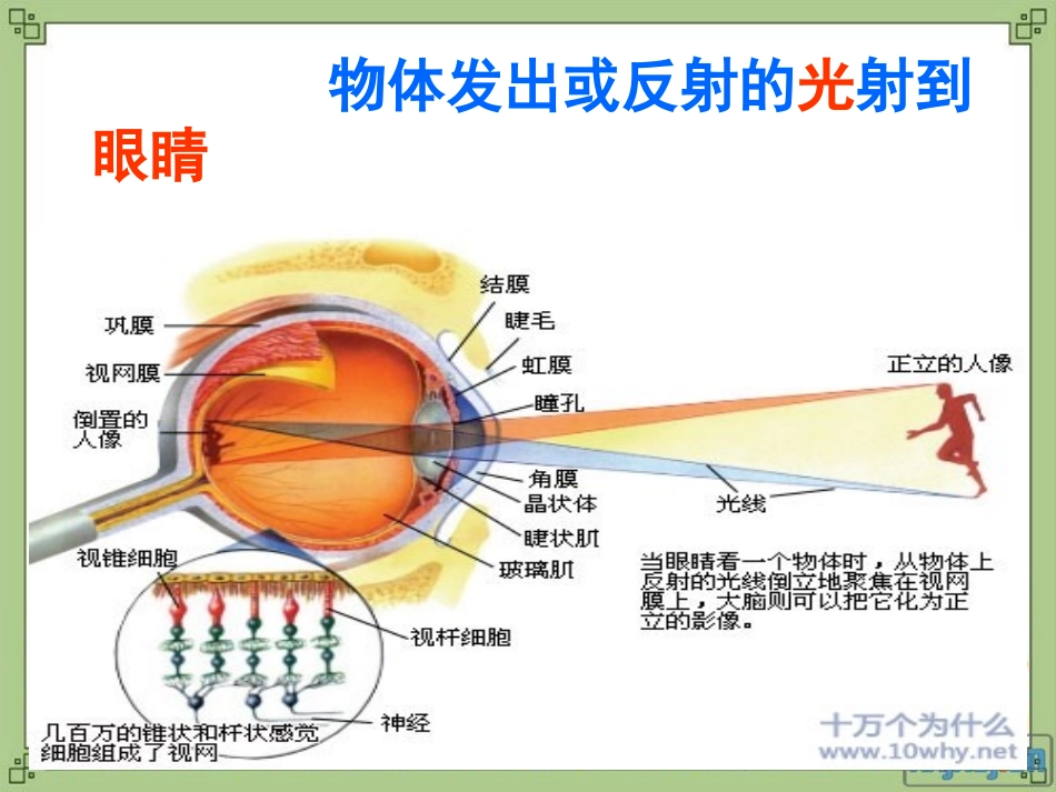 《光线与视觉》多彩的光PPT课件[湘教版三年级科学下册]_第3页