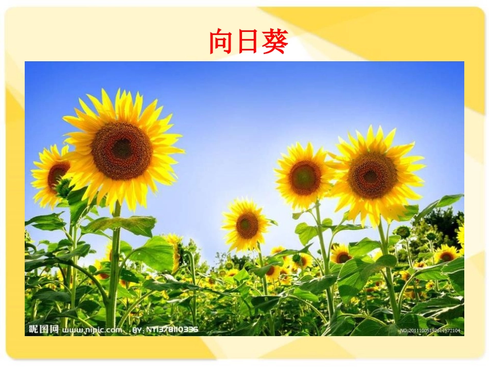 《植物的身体》植物生活的秘密PPT课件[湘教版四年级科学]_第3页