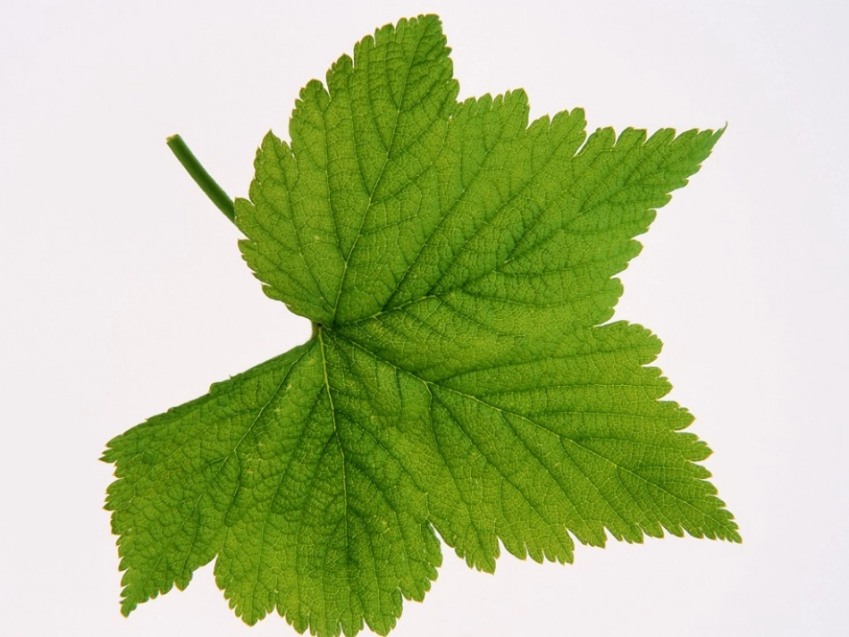 《神奇的叶子》植物生活的秘密PPT课件[湘教版四年级科学]_第2页