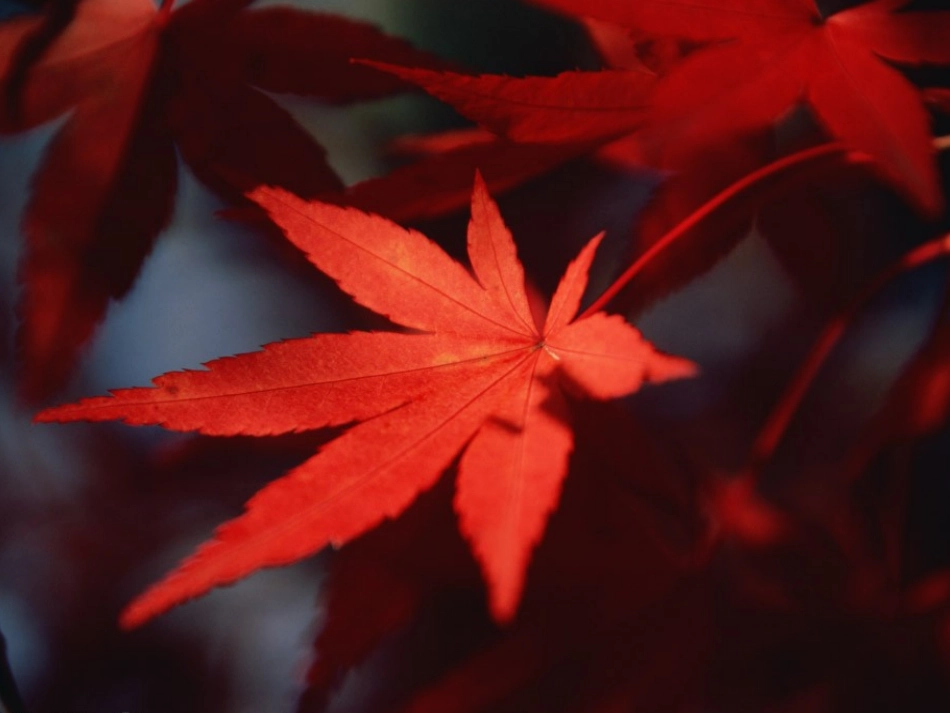 《神奇的叶子》植物生活的秘密PPT课件[湘教版四年级科学]_第3页