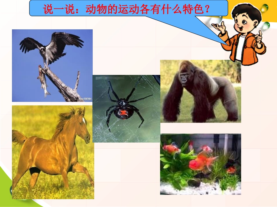 《动物的特征》多种多样的动物PPT课件[湘教版四年级科学]_第3页