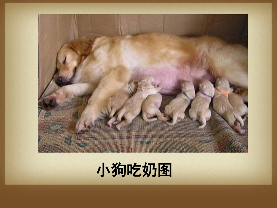 《吃奶长大的动物》多种多样的动物PPT课件[湘教版四年级科学]_第2页