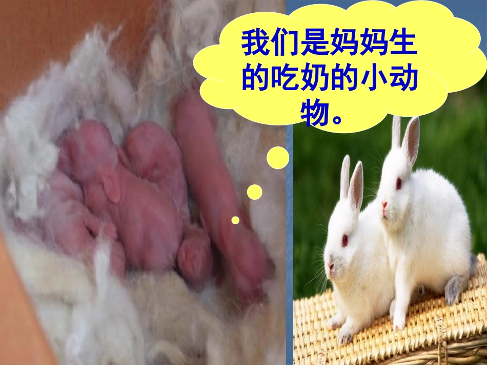 《吃奶长大的动物》多种多样的动物PPT课件[湘教版四年级科学]_第3页