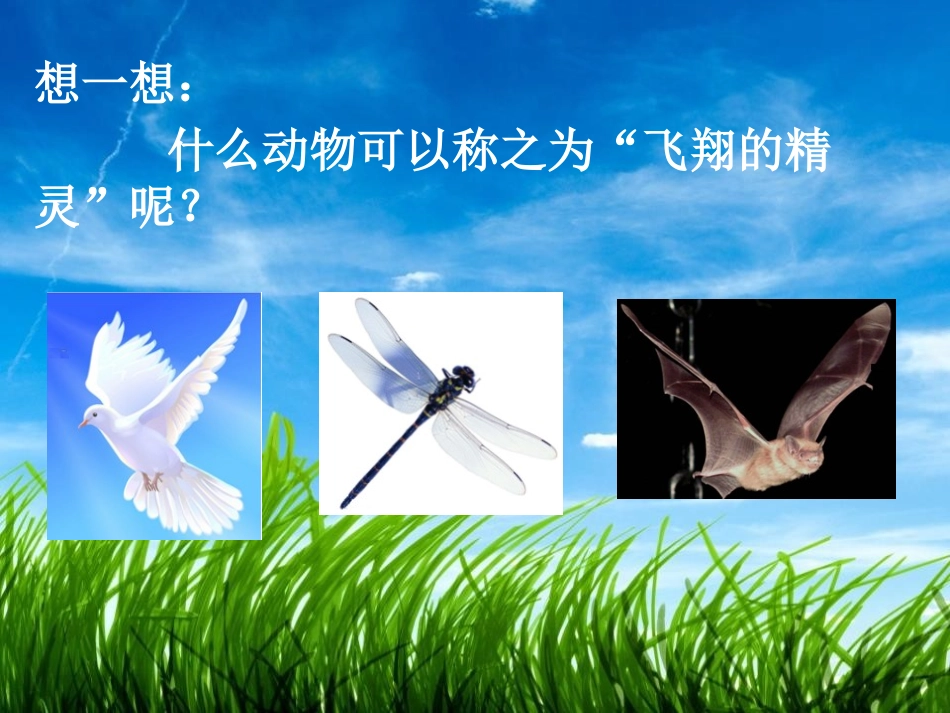 《飞翔的精灵》多种多样的动物PPT课件[湘教版四年级科学]_第2页