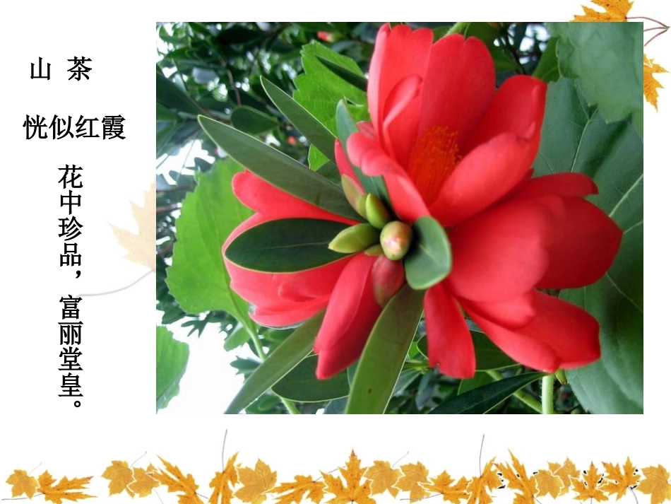 湘科学《花开花落为哪般》PPT课件[湘教版四年级科学下册]_第2页