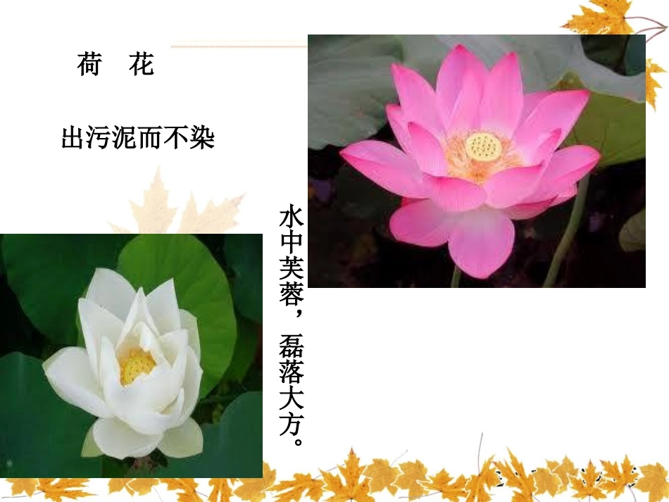 湘科学《花开花落为哪般》PPT课件[湘教版四年级科学下册]_第3页
