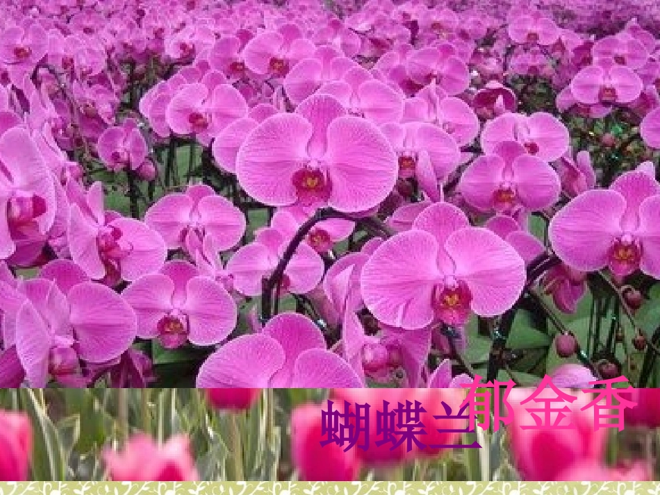 湘科学《花开花落为哪般》PPT课件[湘教版四年级科学下册]_第2页