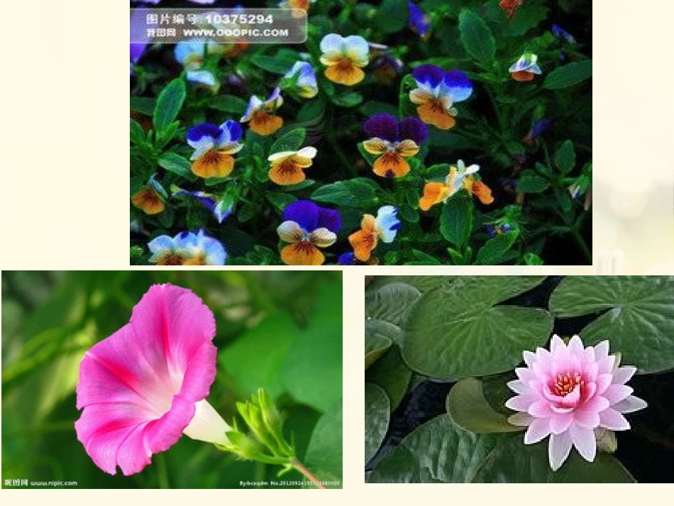 湘科学《花开花落为哪般》PPT课件[湘教版四年级科学下册]_第3页