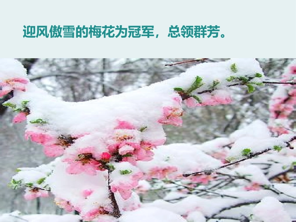 湘教版四年级科学花开花落为哪般PPT课件_第2页