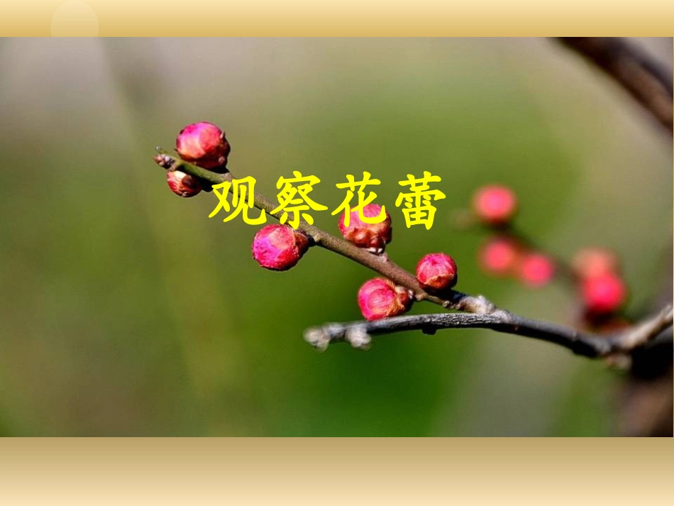 湘教版四年级科学花开花落为哪般PPT课件_第3页