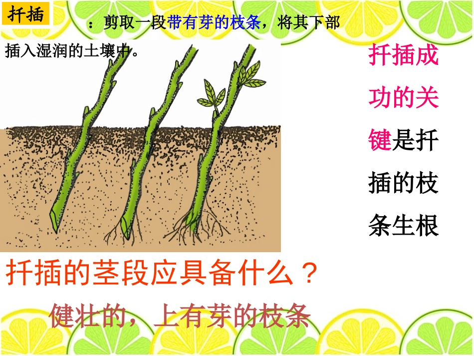 湘教版四年级科学无心插柳柳成荫PPT课件_第3页