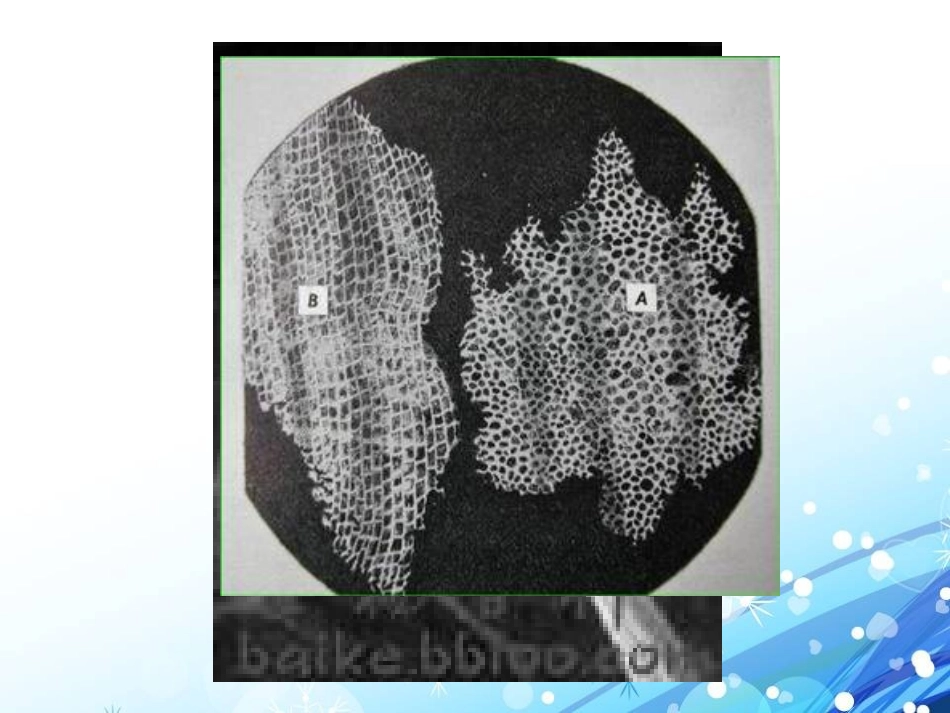 湘教版五年级科学解开生物体结构的秘密PPT课件_第3页