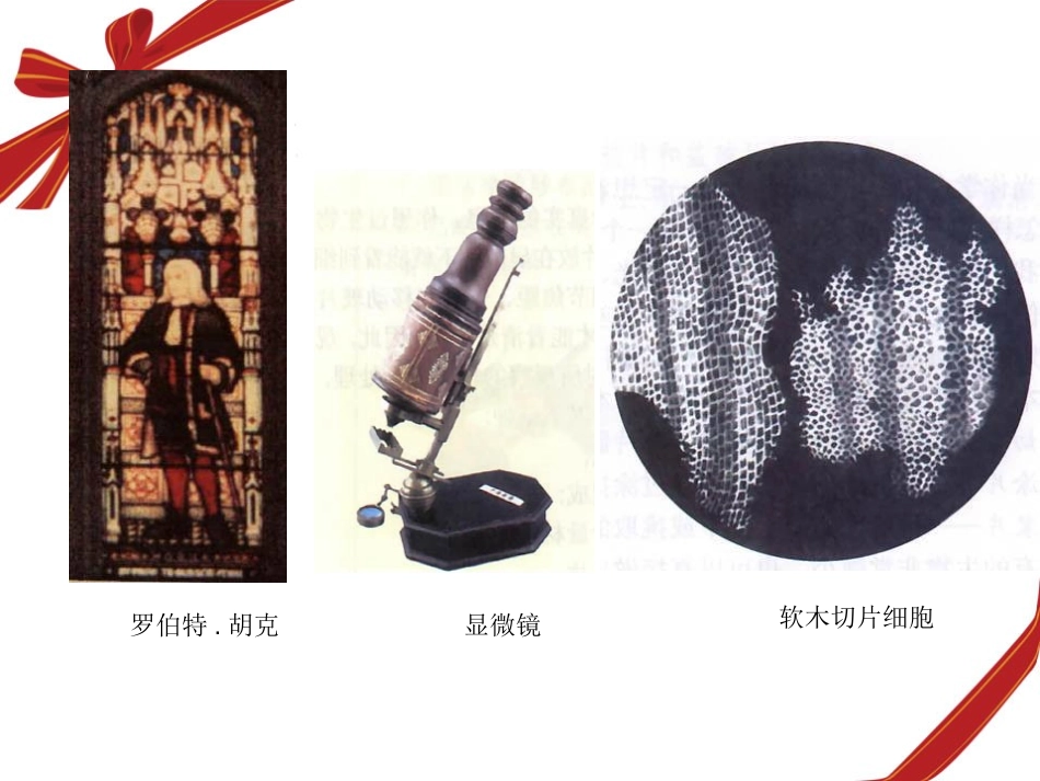 湘教版五年级科学解开生物体结构的秘密PPT课件_第2页