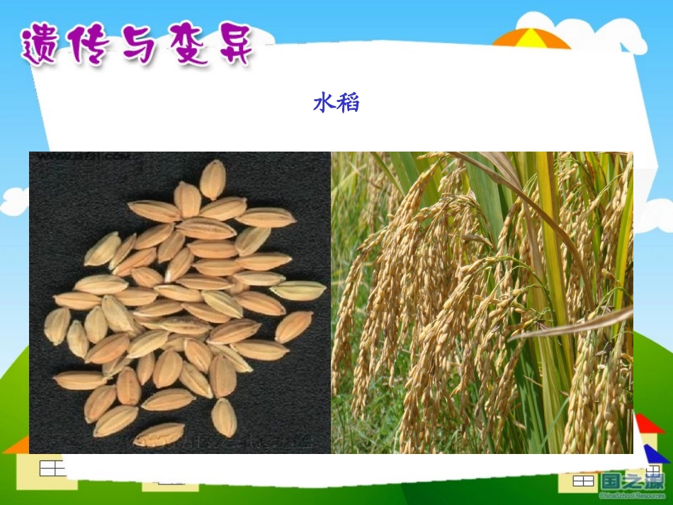 湘教版五年级科学从种瓜得瓜说起PPT课件_第2页