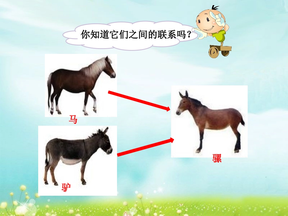 湘教版五年级科学找遗传规律,育良种PPT课件_第3页