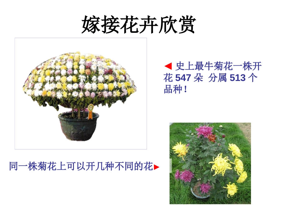 湘教版五年级科学找遗传规律,育良种PPT课件_第3页