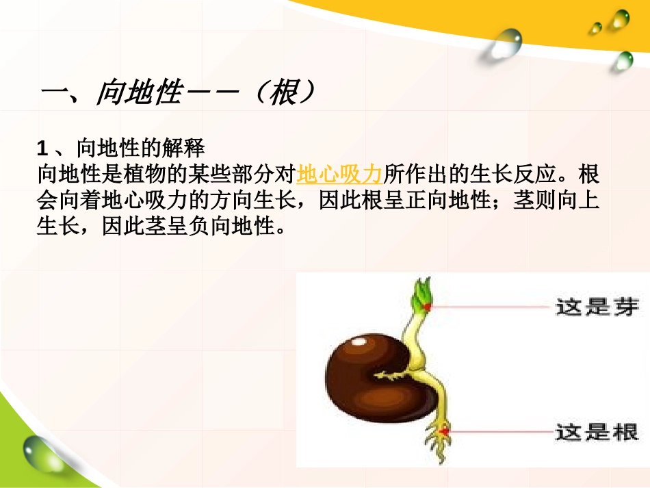 湘教版六年级科学一棵顽强的小树PPT课件_第2页