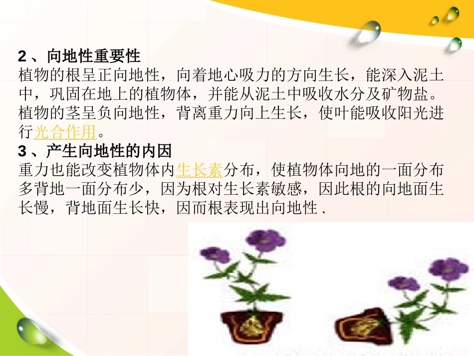 湘教版六年级科学一棵顽强的小树PPT课件_第3页