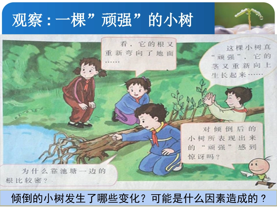 湘教版六年级科学一棵顽强的小树PPT课件_第2页