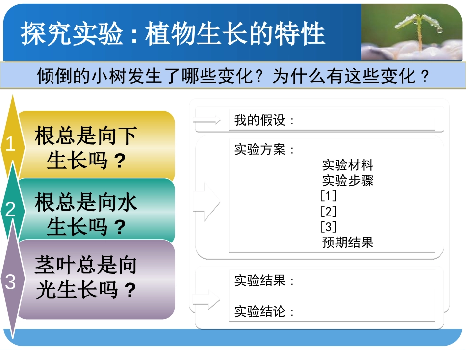 湘教版六年级科学一棵顽强的小树PPT课件_第3页
