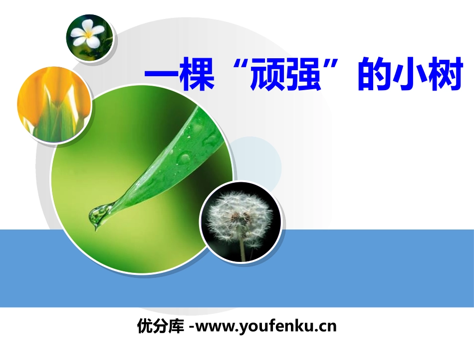 湘教版六年级科学一棵顽强的小树PPT课件_第1页