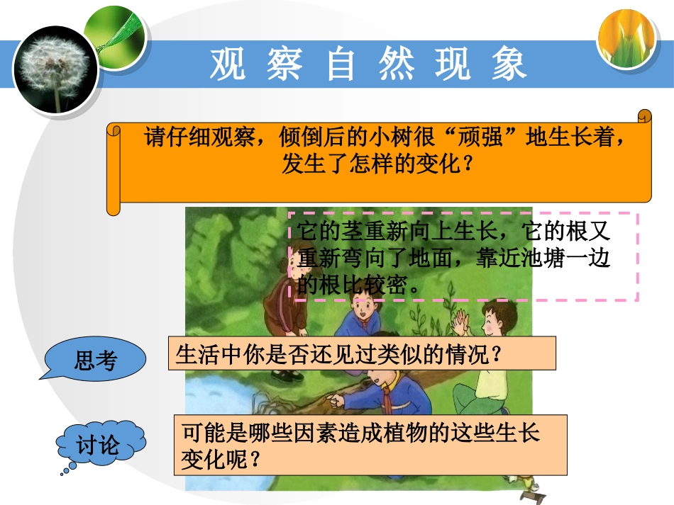 湘教版六年级科学一棵顽强的小树PPT课件_第2页