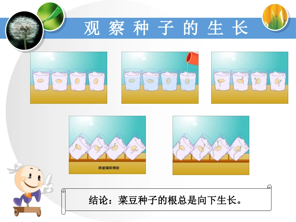 湘教版六年级科学一棵顽强的小树PPT课件_第3页