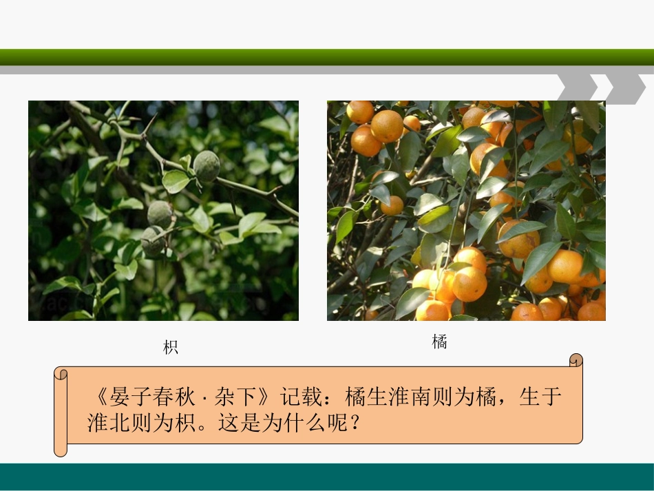 湘教版六年级科学从南橘北枳说起PPT课件_第2页