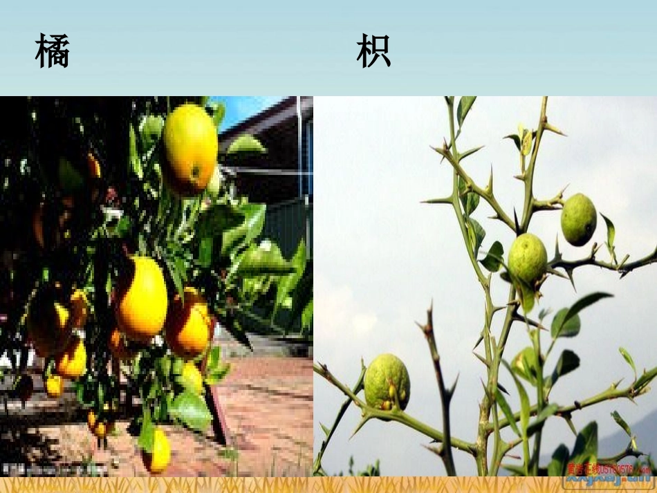 湘教版六年级科学从南橘北枳说起PPT课件_第3页