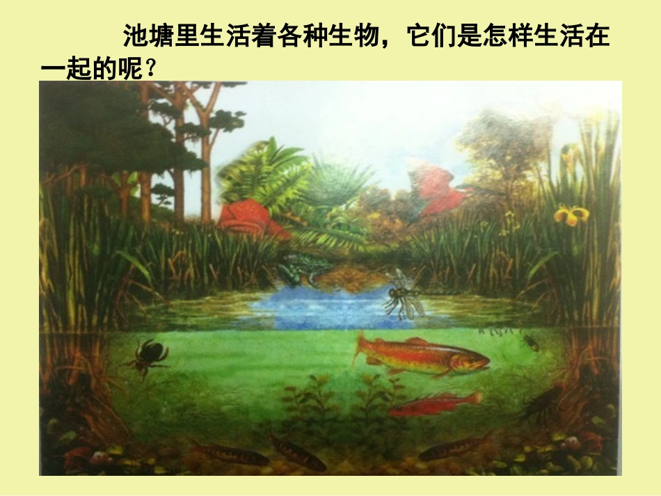 湘教版六年级科学走进池塘PPT课件_第2页