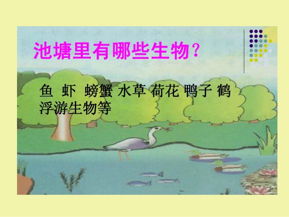 湘教版六年级科学走进池塘PPT课件_第3页