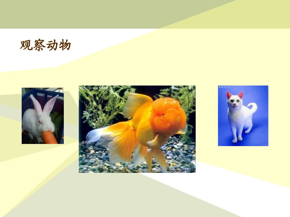青岛版三年级科学我们周围的动植物PPT课件_第2页