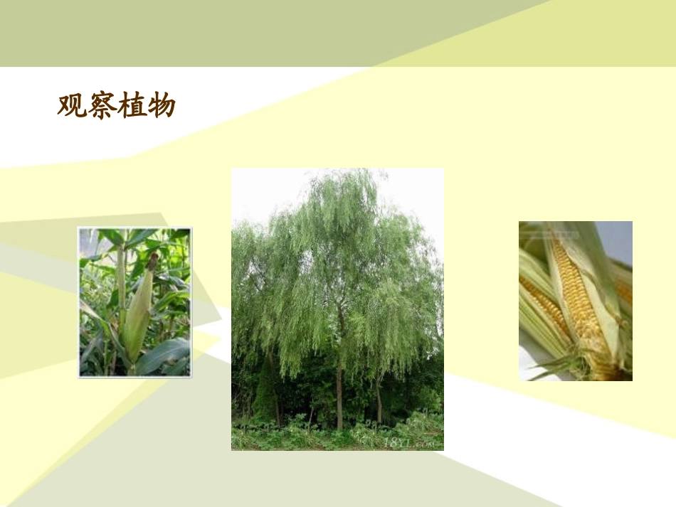 青岛版三年级科学我们周围的动植物PPT课件_第3页