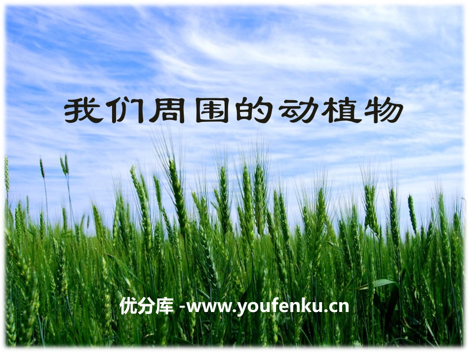 青岛版三年级科学我们周围的动植物PPT课件_第1页