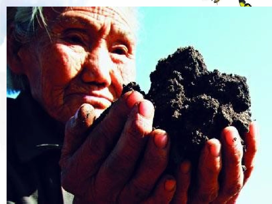 青岛版三年级科学土壤的种类PPT课件_第2页